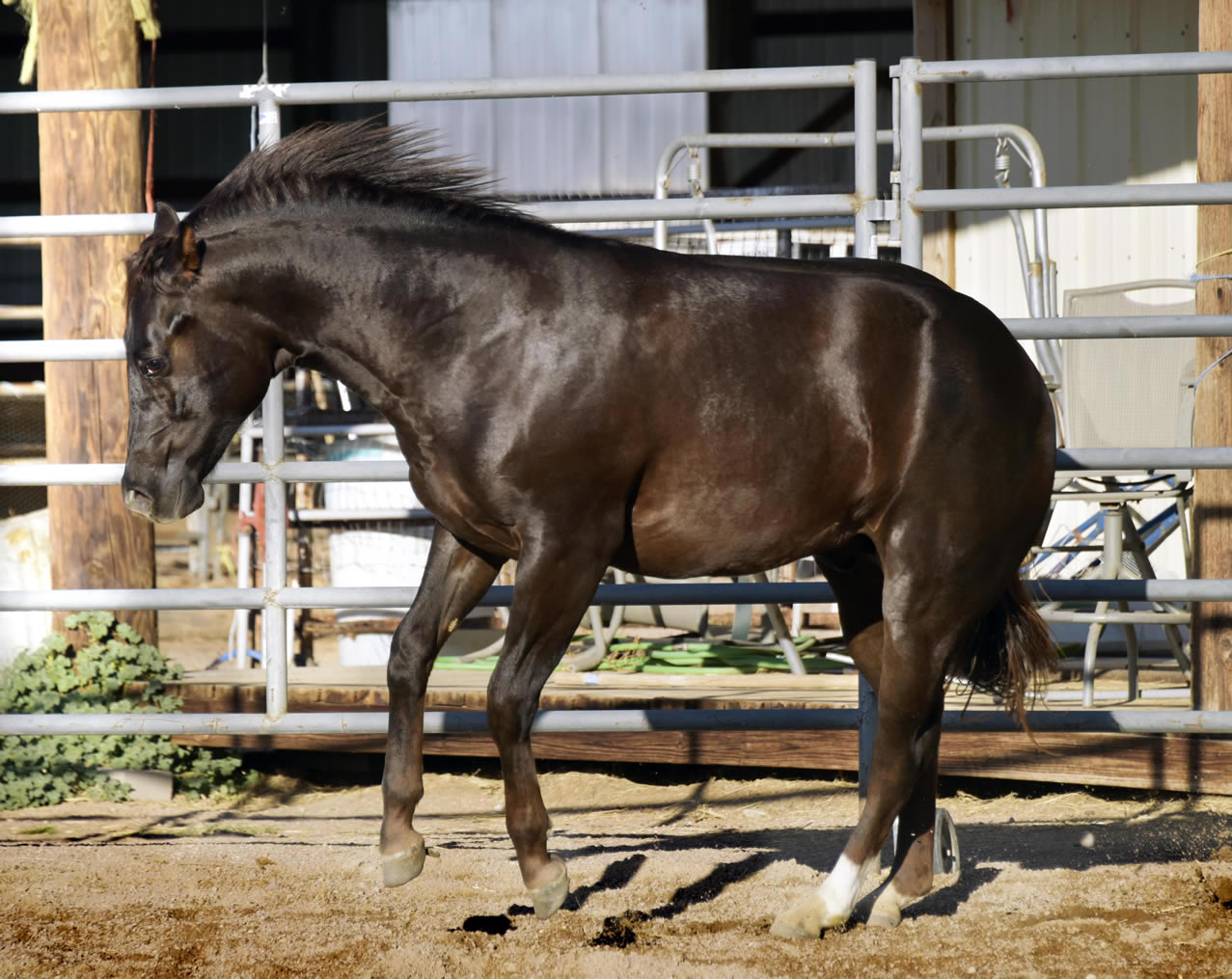 Gun a Be a Tuff 2022 - AQHA Liver Chesnut Stallion by Heavy Duty Chex